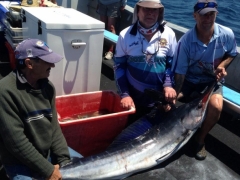 50kg Striped Marlin on fishing charter southwest rocks.jpg